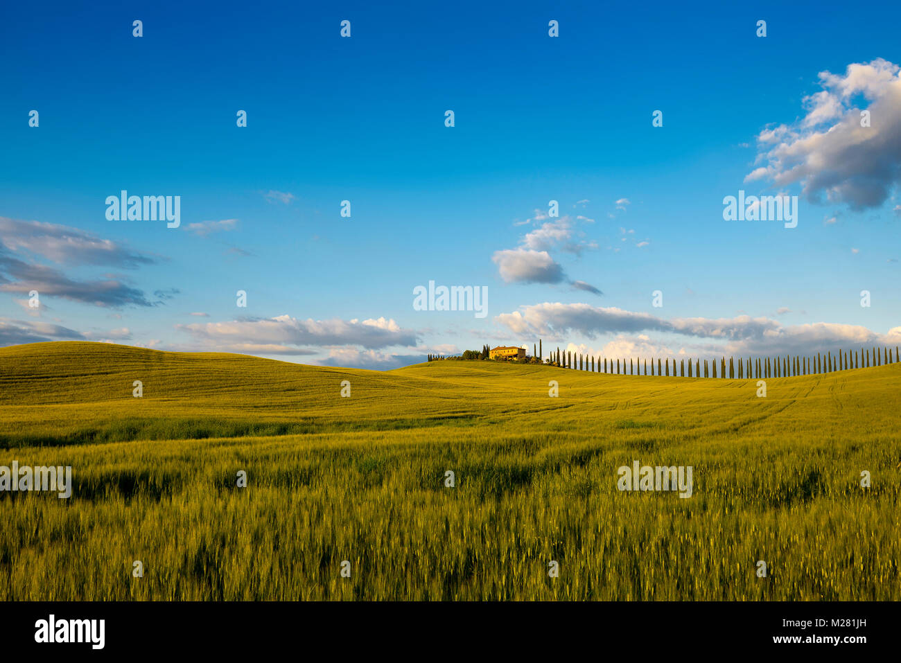 Toskana Landschaft mit Zypressen, Bauernhof, Sonnenuntergang, San Quirico d'Orcia, Val d'Orcia, Toskana, Italien Stockfoto