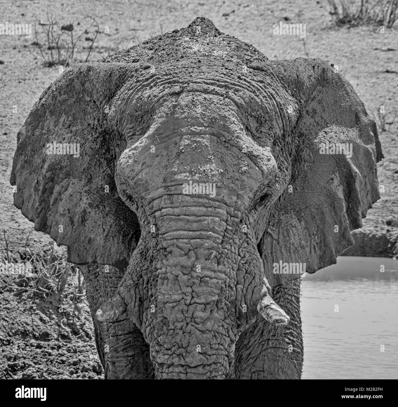 Eine Nahaufnahme des Gesichts ein Afrikanischer Elefant Stockfoto
