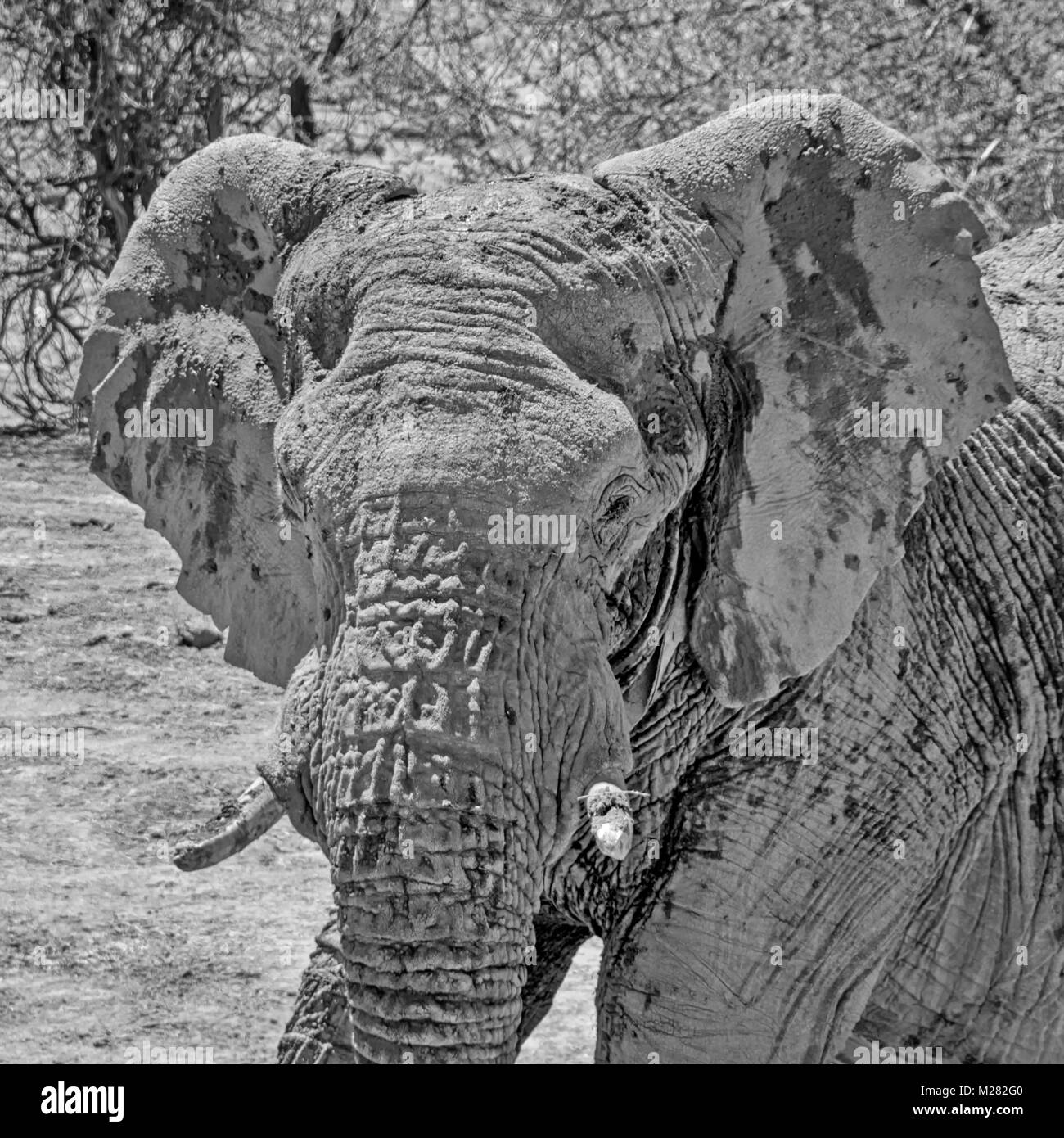 Eine Nahaufnahme des Gesichts ein Afrikanischer Elefant Stockfoto