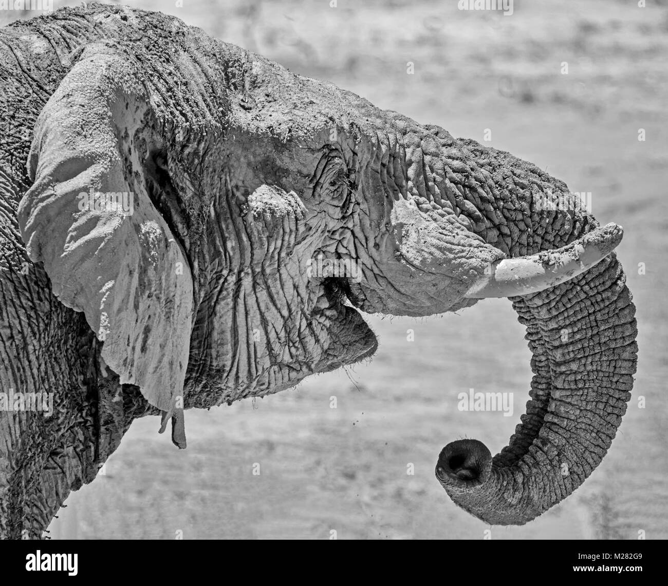 Eine Nahaufnahme des Gesichts ein Afrikanischer Elefant Stockfoto