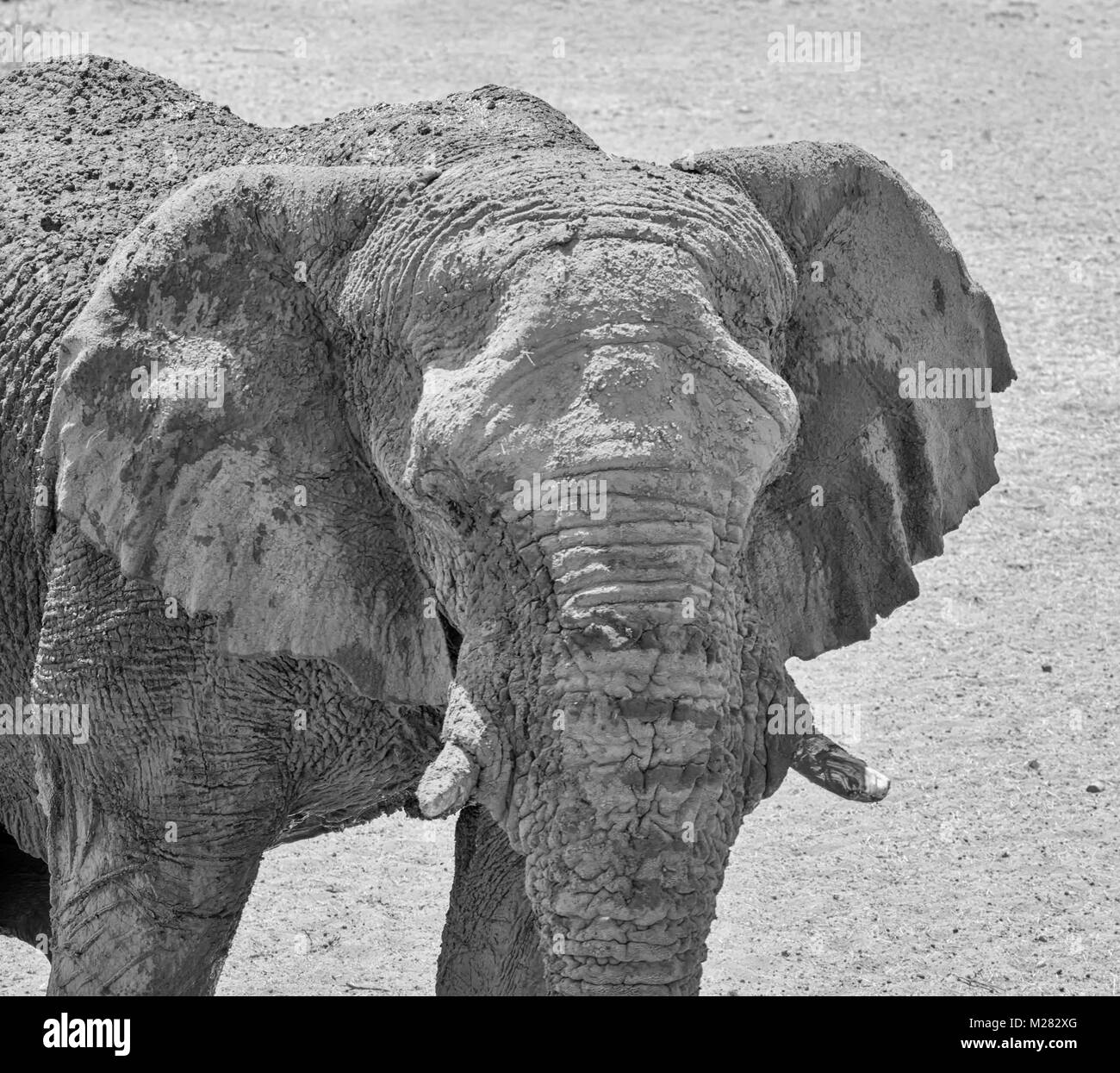 Eine Nahaufnahme des Gesichts ein Afrikanischer Elefant Stockfoto