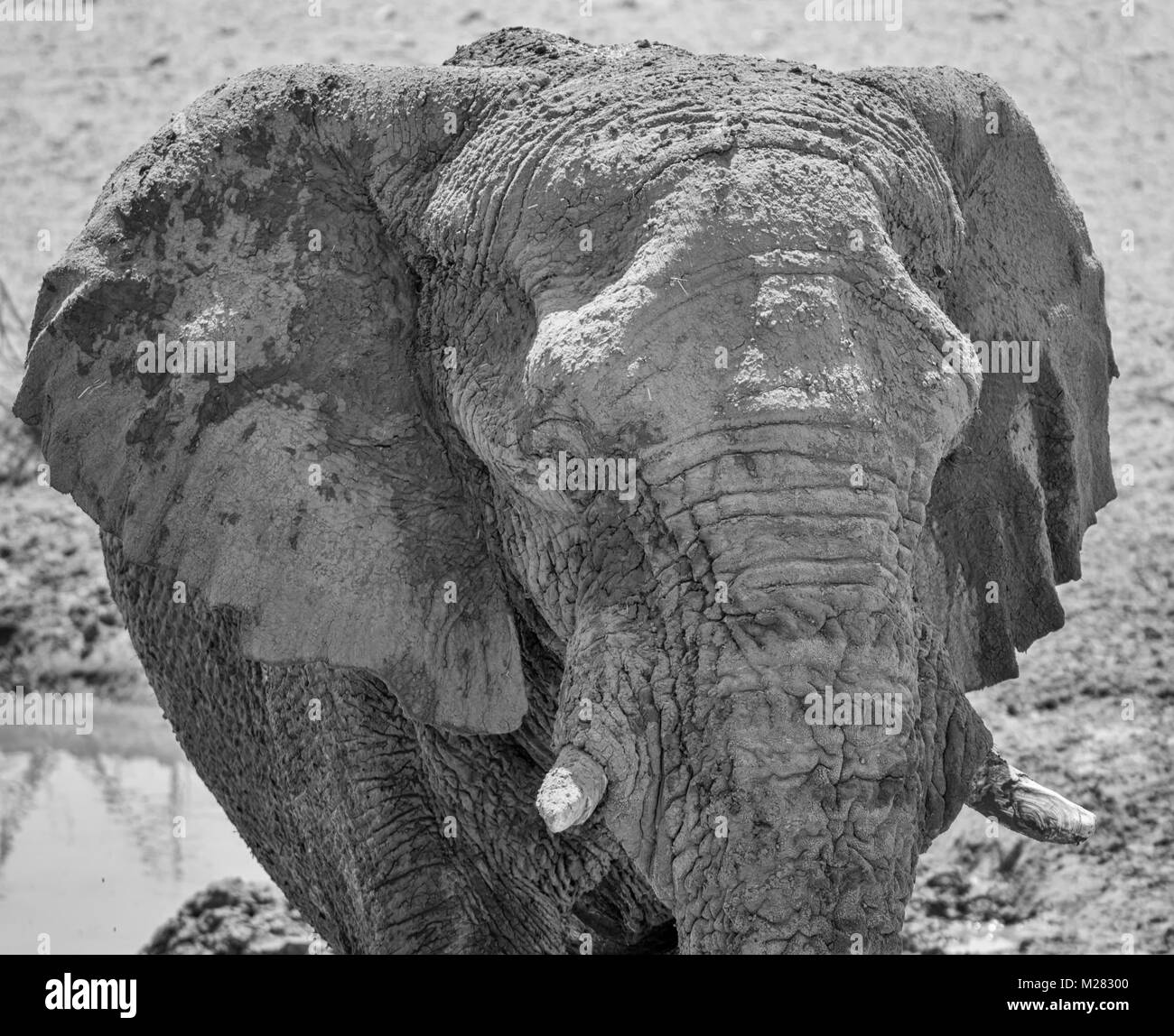 Eine Nahaufnahme des Gesichts ein Afrikanischer Elefant Stockfoto