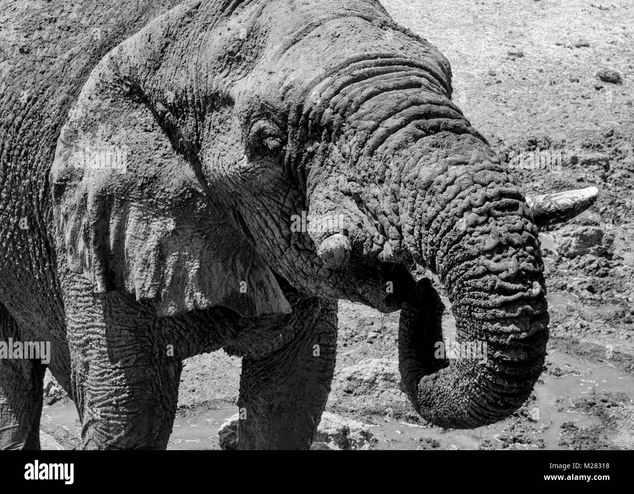 Eine Nahaufnahme des Gesichts ein Afrikanischer Elefant Stockfoto