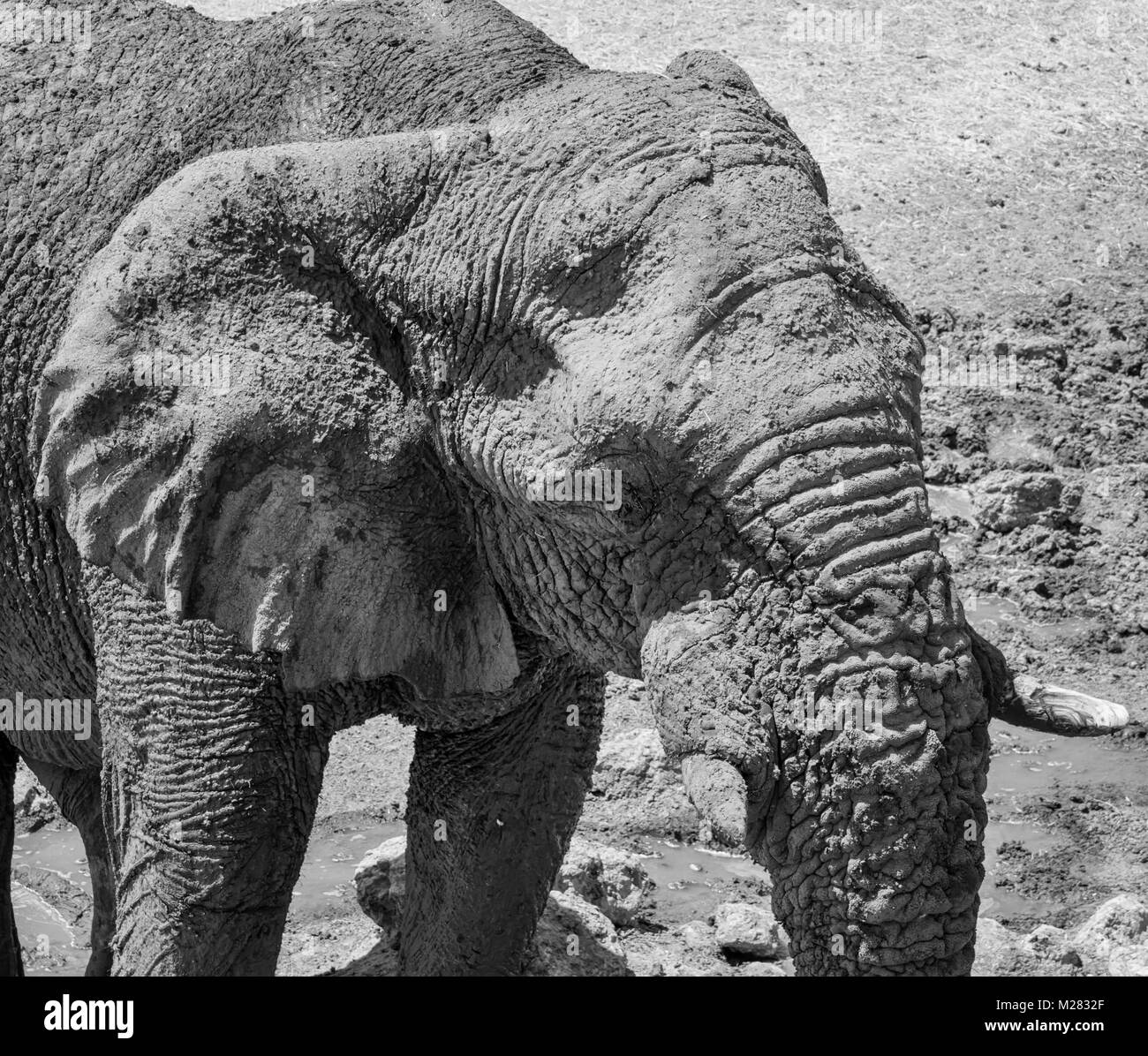 Eine Nahaufnahme des Gesichts ein Afrikanischer Elefant Stockfoto