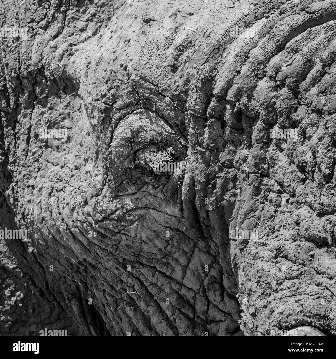 Eine Nahaufnahme des Gesichts ein Afrikanischer Elefant Stockfoto