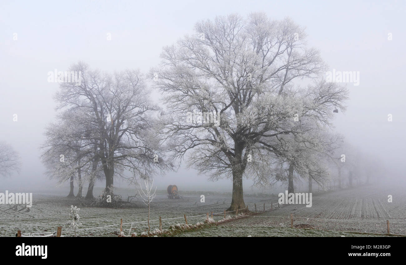 Raureif auf dem Land im Winter (North Mayenne, Land der Loire, Frankreich). Stockfoto