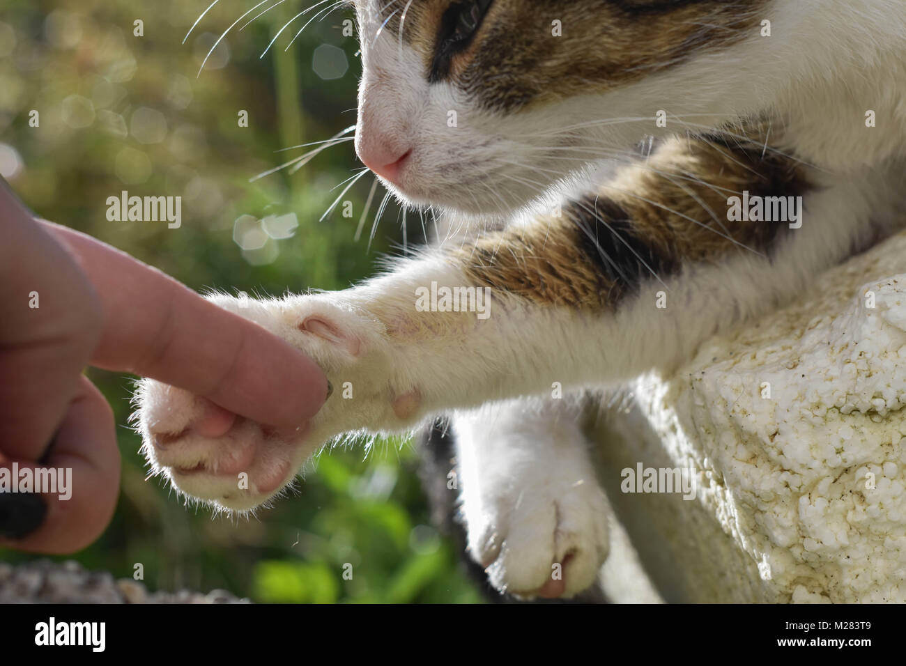 Hand und Pfote der Katze wie ein Symbol der Freundschaft zwischen
