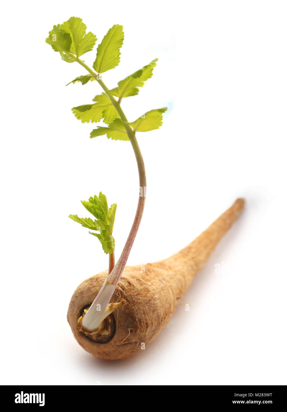 Karotte mit neu gewachsenen Blätter über Weiß Stockfoto