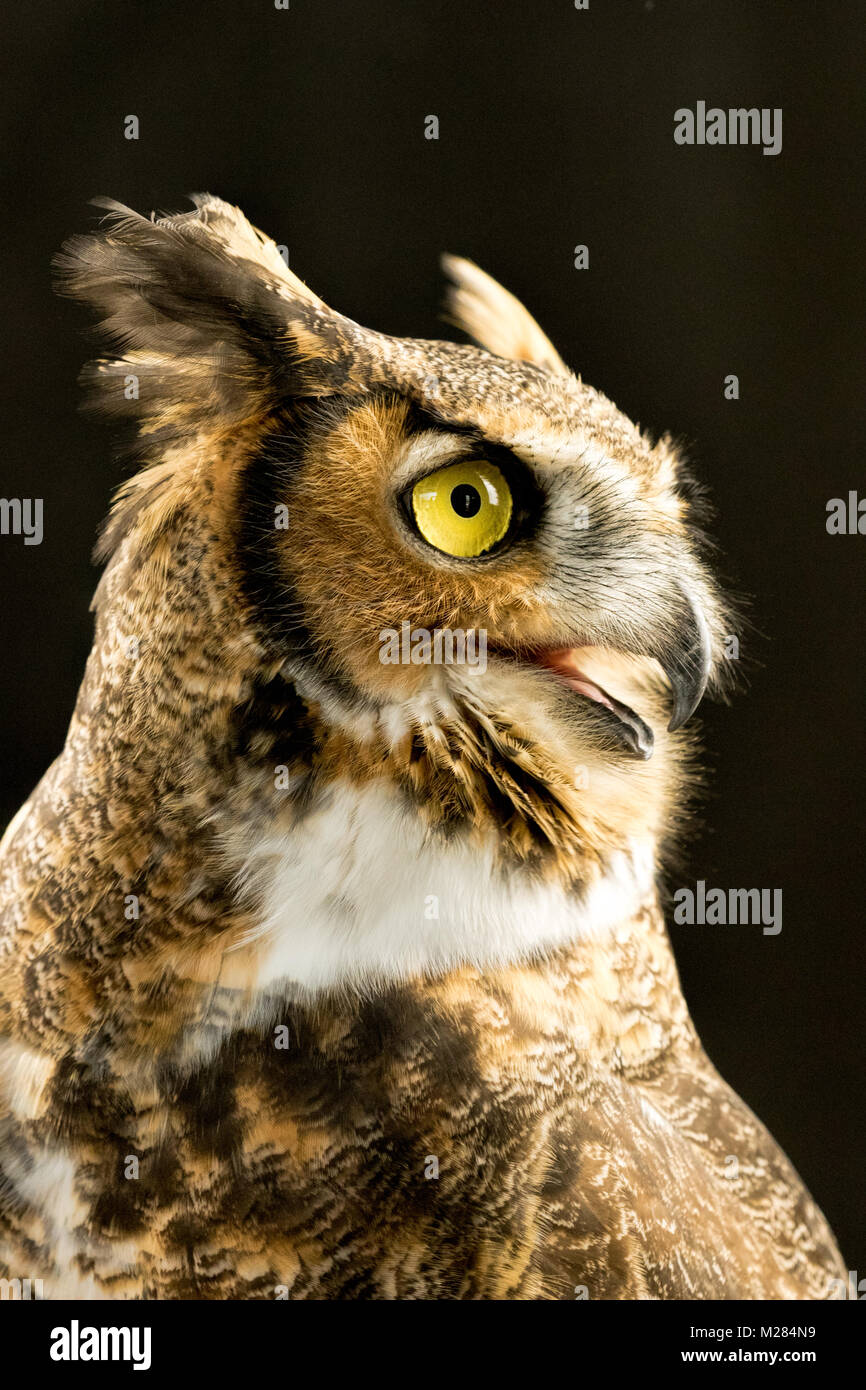 Porträt eines großen Horned Owl close up Stockfoto