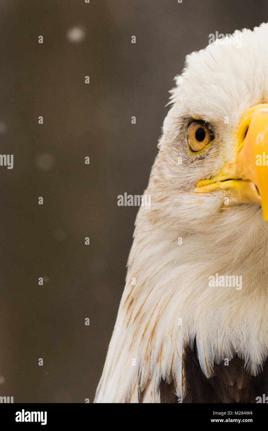 Nahaufnahme, Porträt einer Weißkopfseeadler in die Kamera schaut Stockfoto