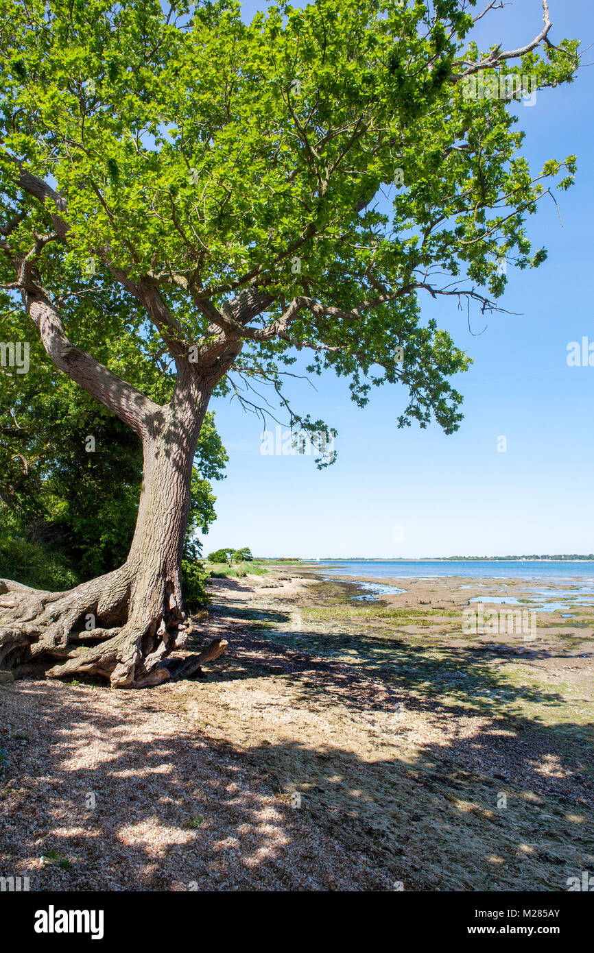 Eiche wächst an der Küste, Chichester Harbour in der Nähe von West Itchenor, West Sussex, Großbritannien Stockfoto