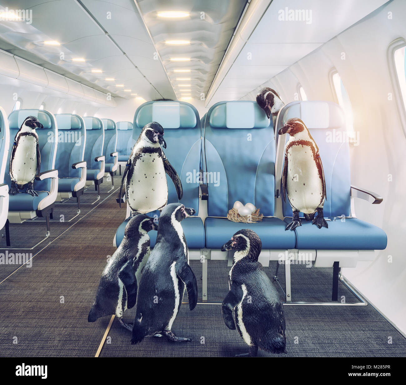 Pinguine fliegen in der Flugzeugkabine. Creative Media mixed Konzept Stockfoto