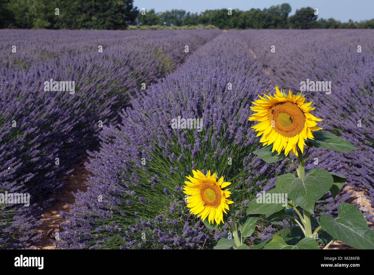 Blühende Lavendel (Lavandula angustifolia), Steinhaus, Plateau de Valensole, Alpes-de-Haute-Provence, Provence - Alpes - Côte d'Azur, Frankreich, Stockfoto