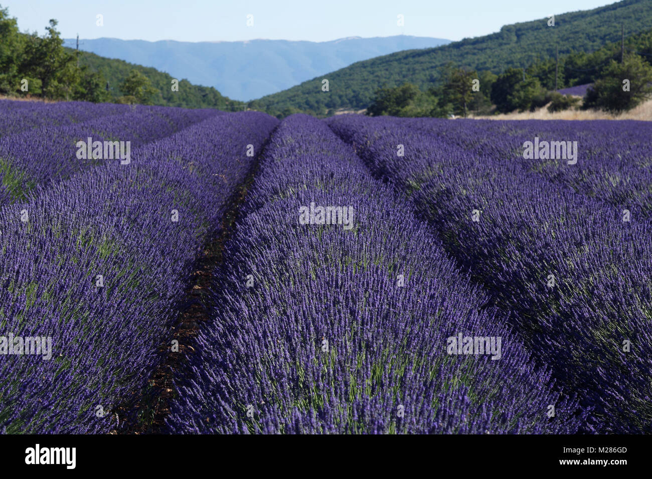 Blühende Lavendel (Lavandula angustifolia), Steinhaus, Plateau de Valensole, Alpes-de-Haute-Provence, Provence - Alpes - Côte d'Azur, Frankreich, Stockfoto