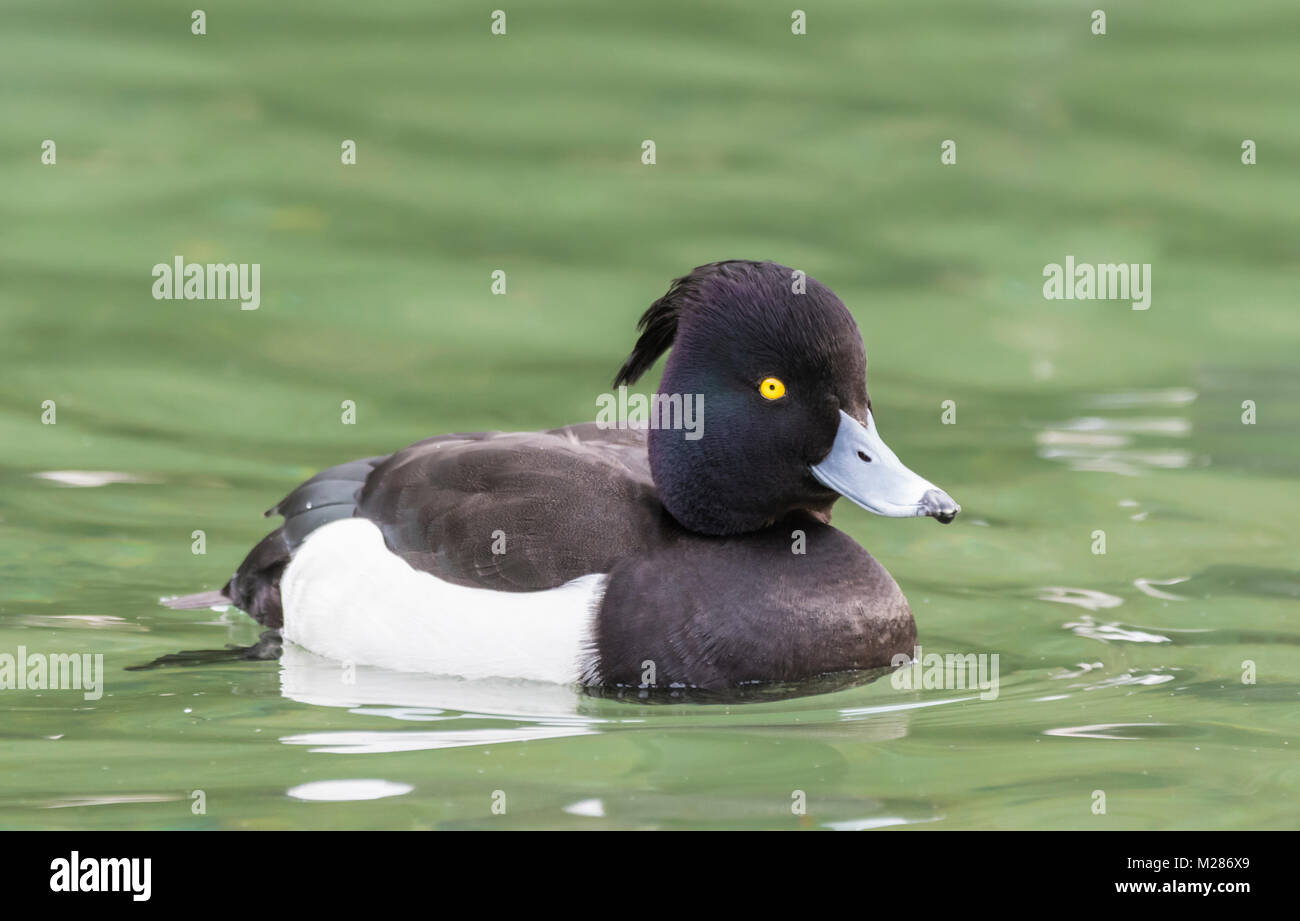 Männliche Reiherente (Aythya fuligula) schwimmen im Wasser im Winter in West Sussex, England, UK. Stockfoto