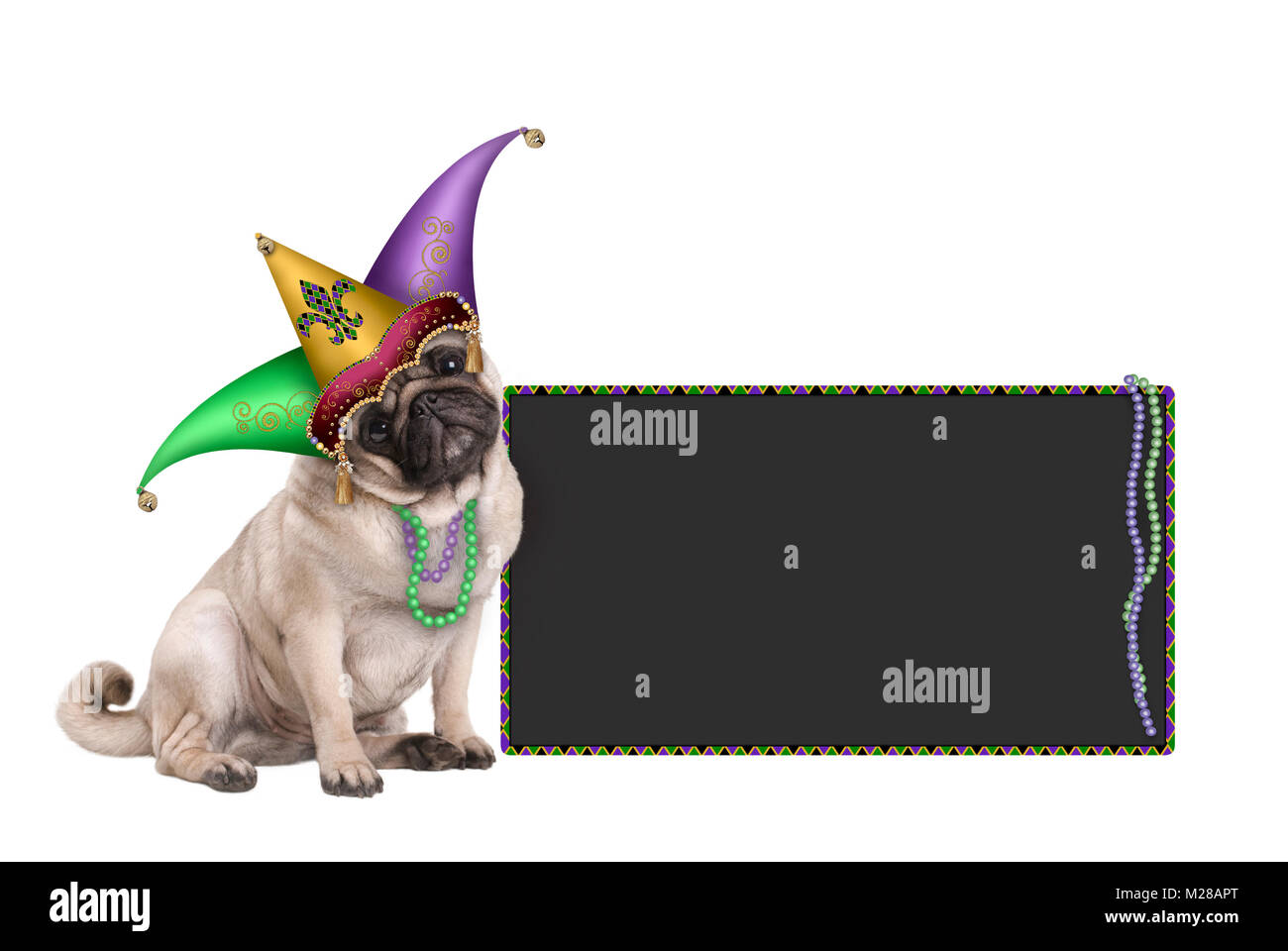 Cute Mardi gras Carnival mops Welpe Hund sitzend mit Harlequin Hofnarr Hut und Blackboard anmelden, auf weißem Hintergrund Stockfoto