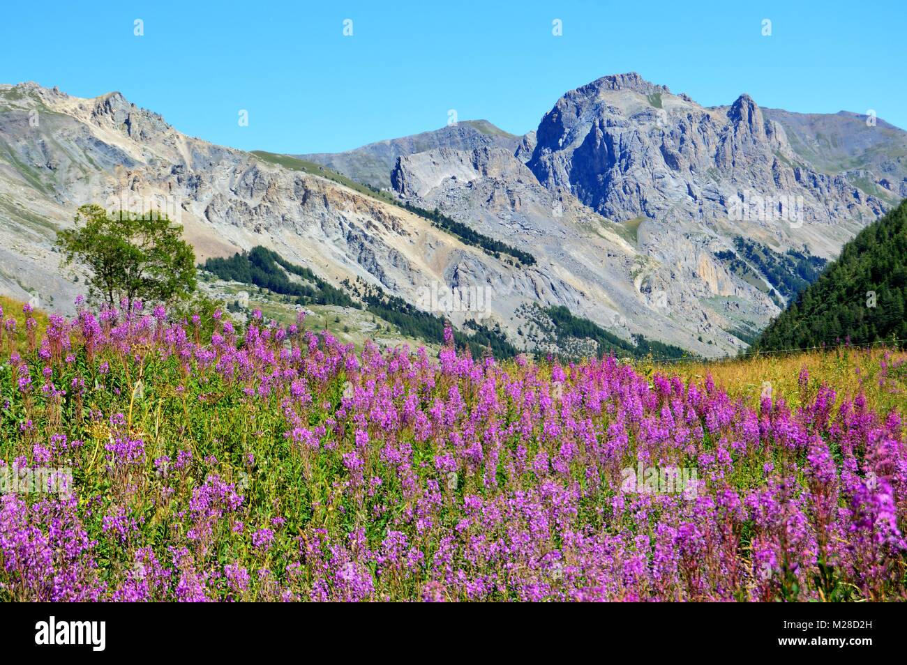 Hohe Alp Wiese von rosa Blüten Stockfoto