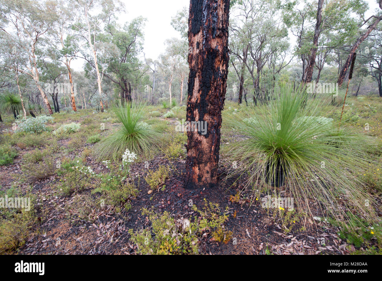 Gras Baum wachsen in der nächsten Baum Avon Valley National Park Avon Valley western Australia Australien wandoo Stockfoto