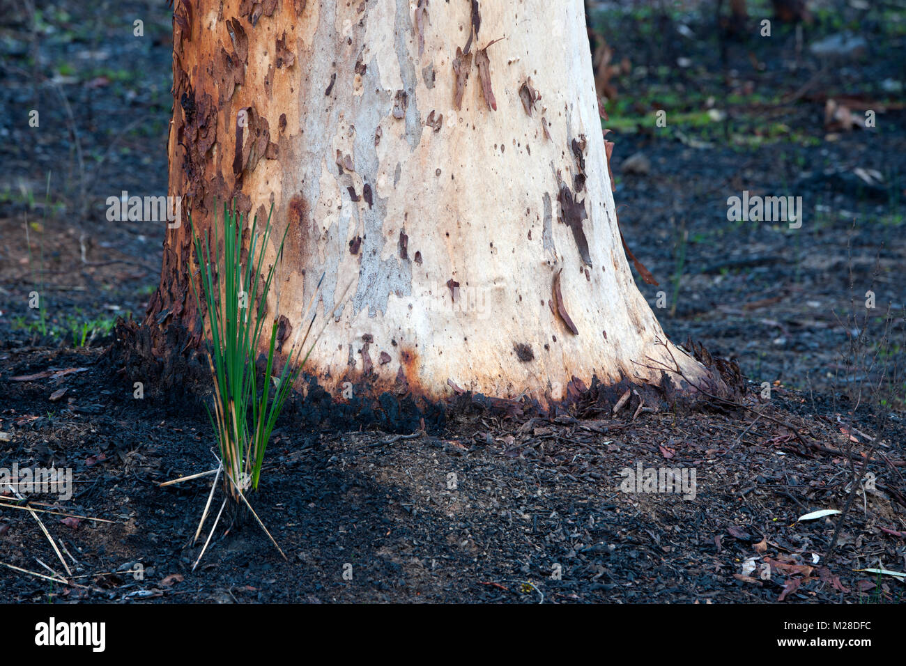 Euclayptus wandoo Baumstamm schließen, um mit neuen Gras nachwachsen Schießt nach bushfire Avon Valley National Park Avon Valley western Australia Australien Stockfoto