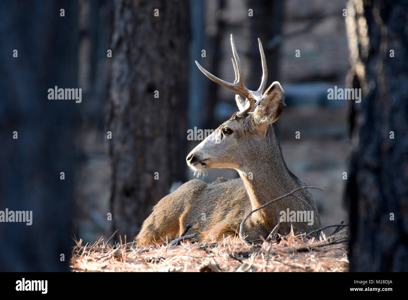 Hirsch buck Betten unten genießen Winter Sonne Wärme. Flagstaff, Arizona Stockfoto