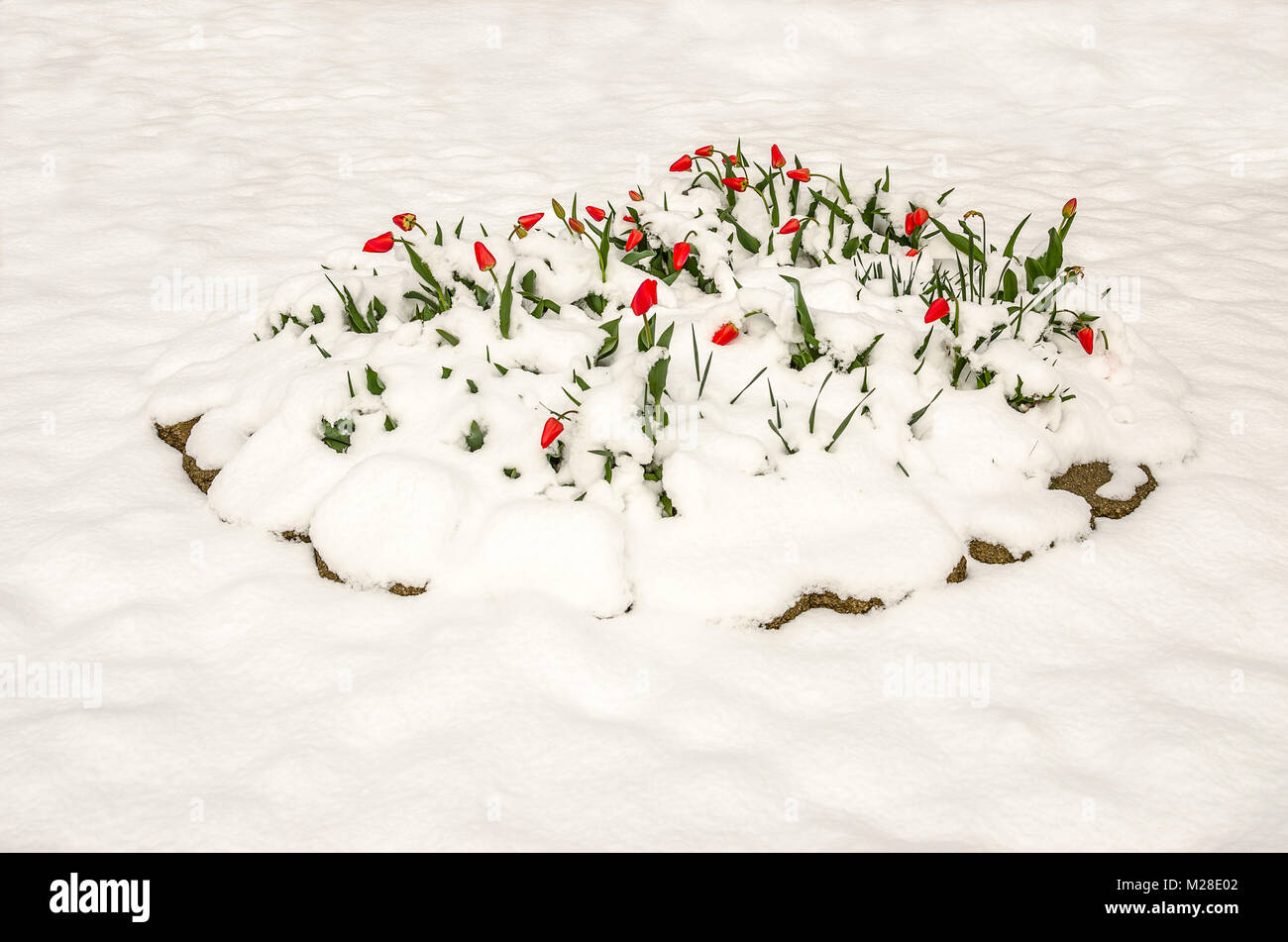 Rote Tulpen teilweise unter einem schweren, nassen Frühling Schnee begraben Stockfoto