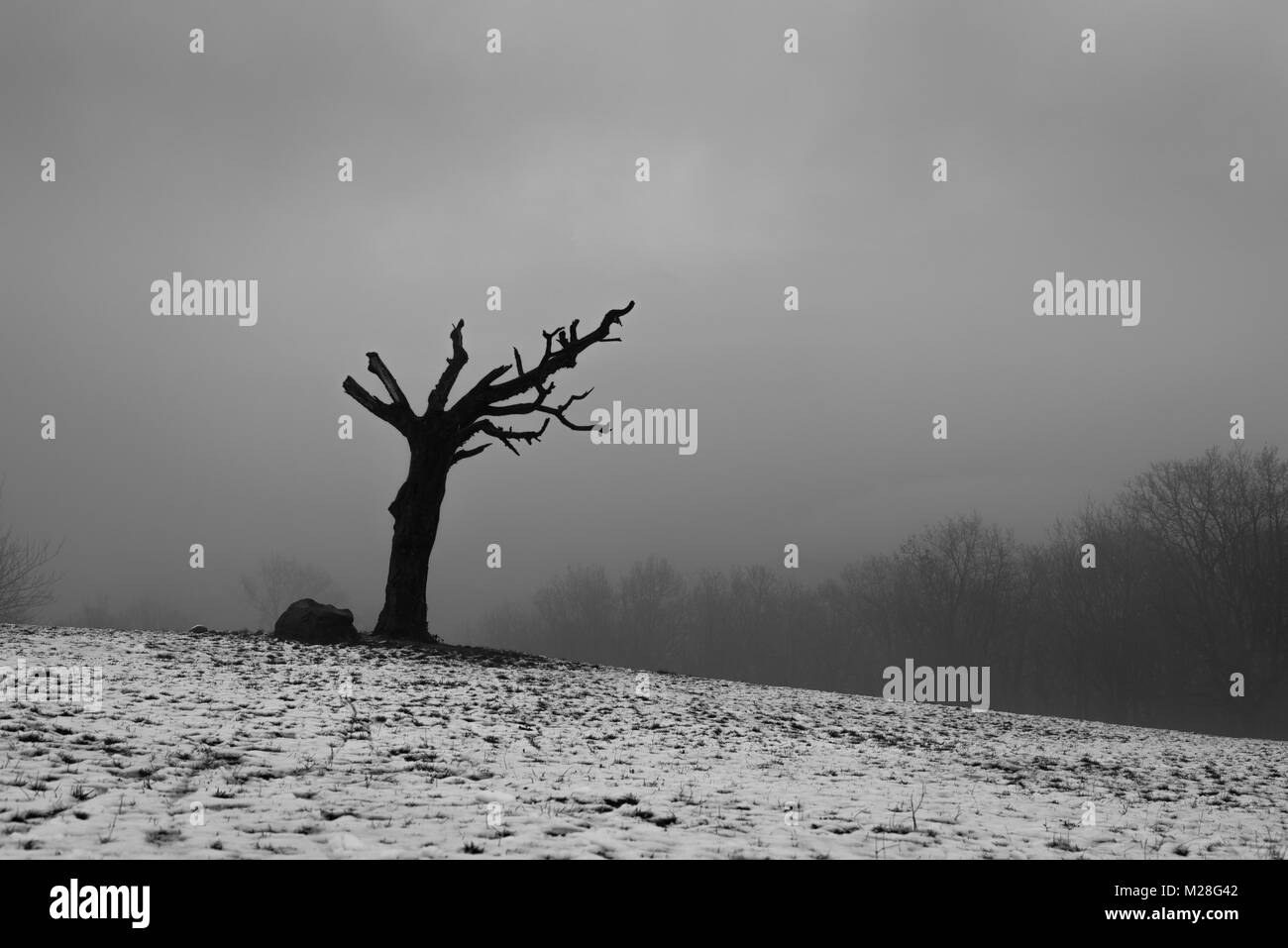 Einsamer Baum im Winter Italien Stockfoto