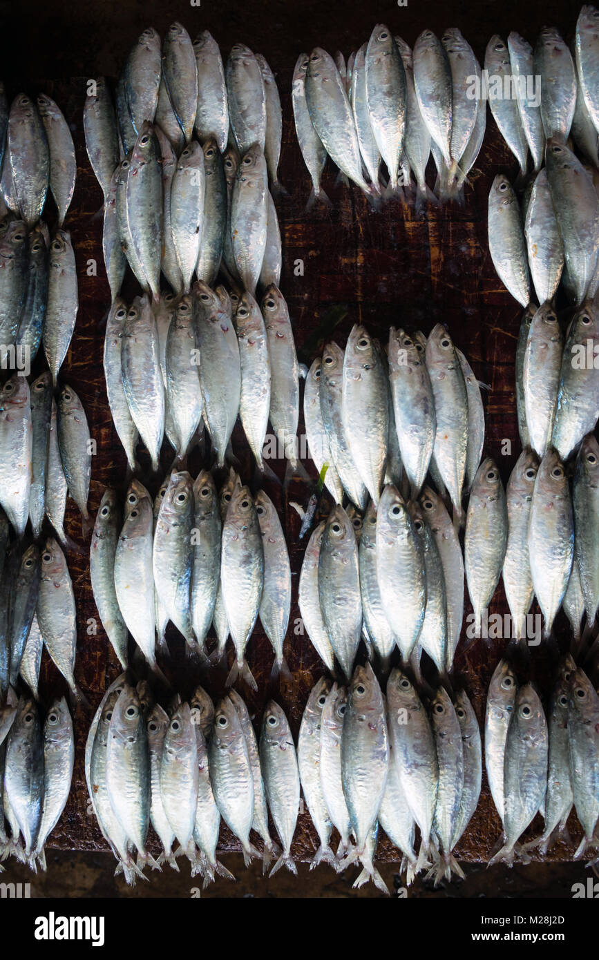 Gruppen von Fisch auf Fisch Markt Stockfoto