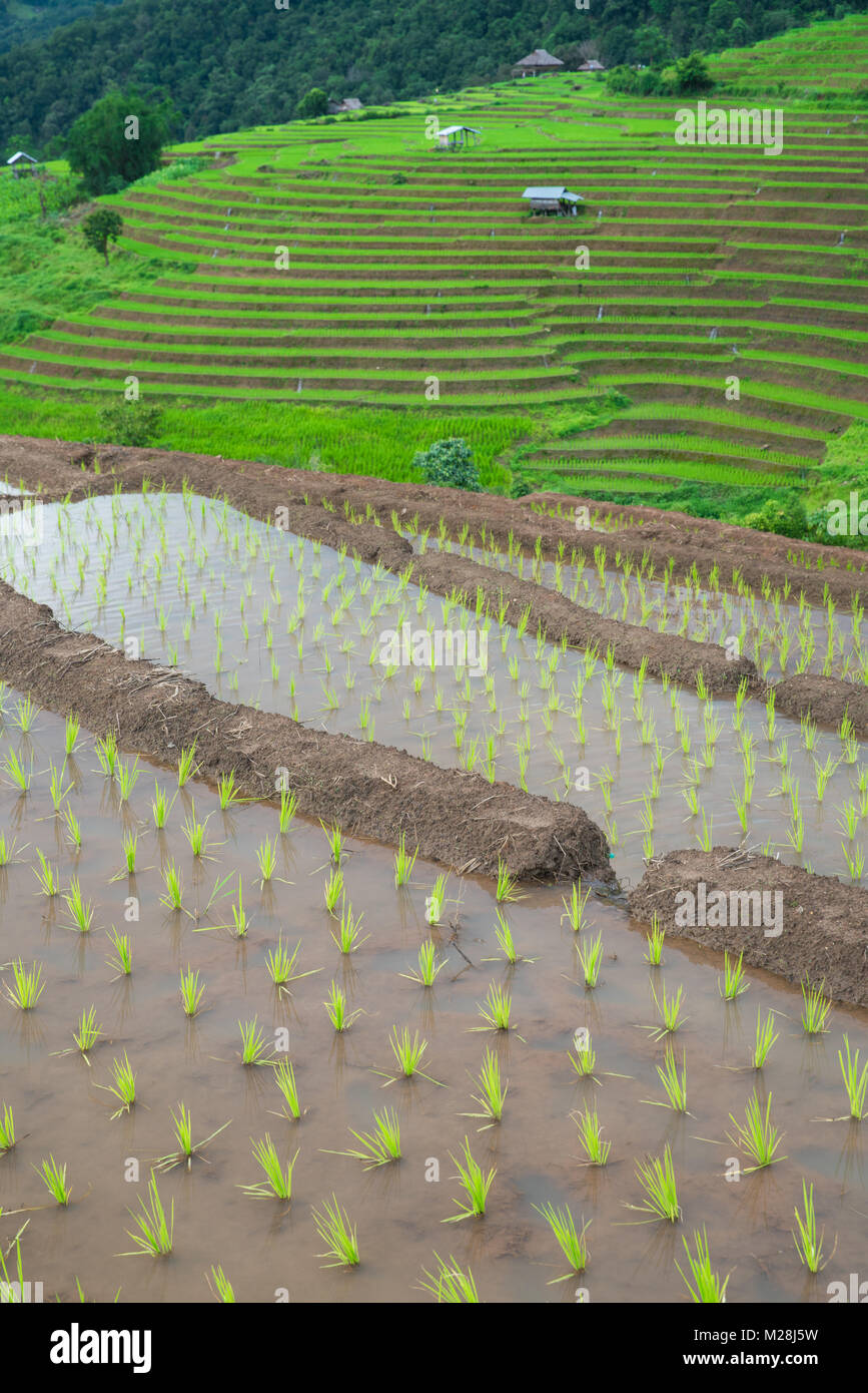 Transplant Reis terrasse Pflanzgut Feld in Ban Pa Bong Piang, Chiagmai, im Norden von Thailand, niemand Stockfoto