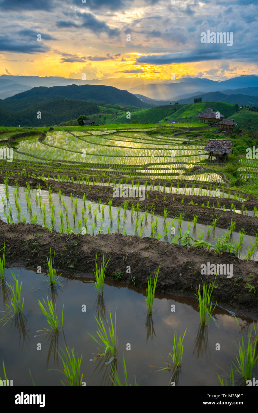 Transplant Reis terrasse Pflanzgut Feld in Ban Pa Bong Piang, Chiagmai, im Norden von Thailand, während der Dämmerung Dämmerung Himmel Stockfoto