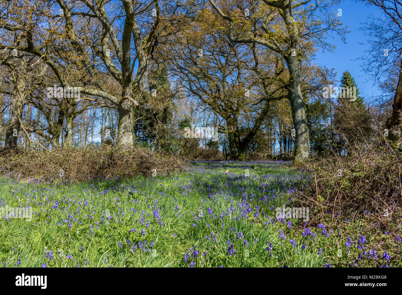 Cranborne Chase Dorset England April 20, 2016 Eine schöne, bluebell Wood, in der nähe von Cranborne Chase Stockfoto