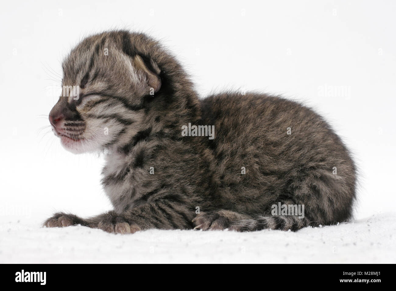 1 Woche alt Geoffroy's Kitten, braun Tabby Spotted Stockfoto