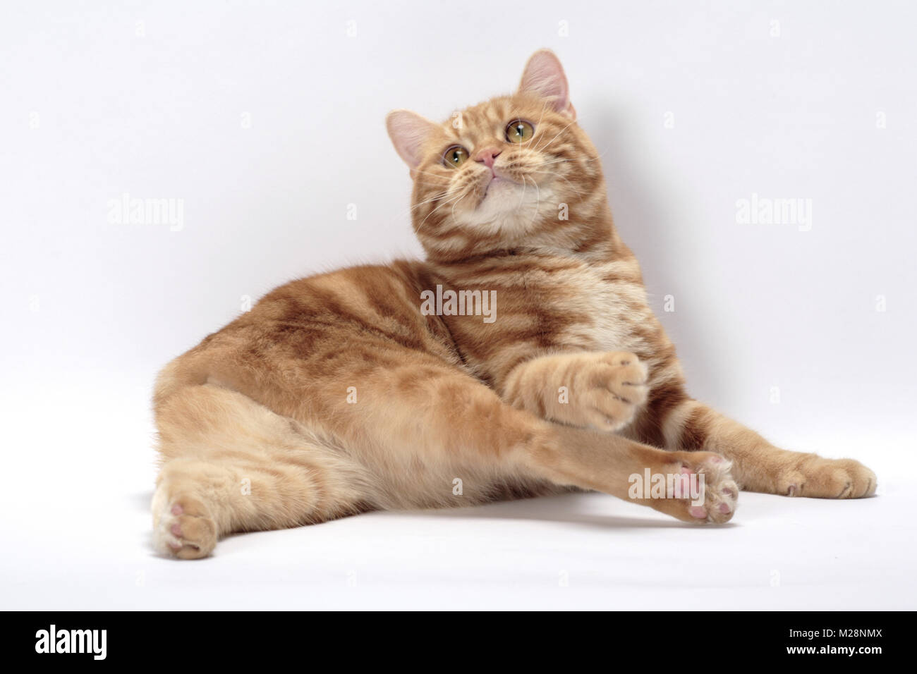 Red Classic Tabby Manx, liegend Stockfoto