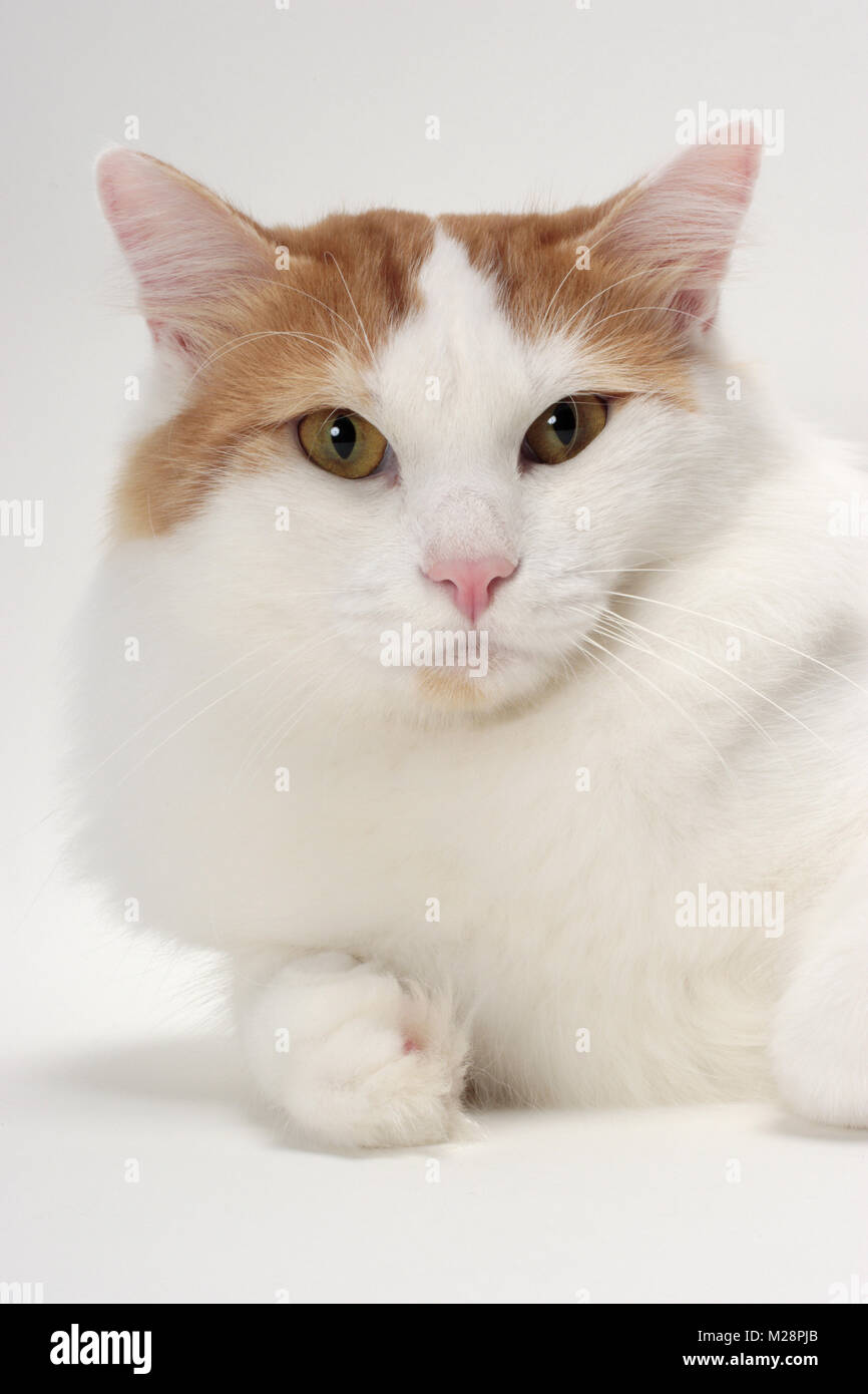 Türkisch Van Katze Portrait, Red Classic Tabby & weiße Farbe Stockfoto