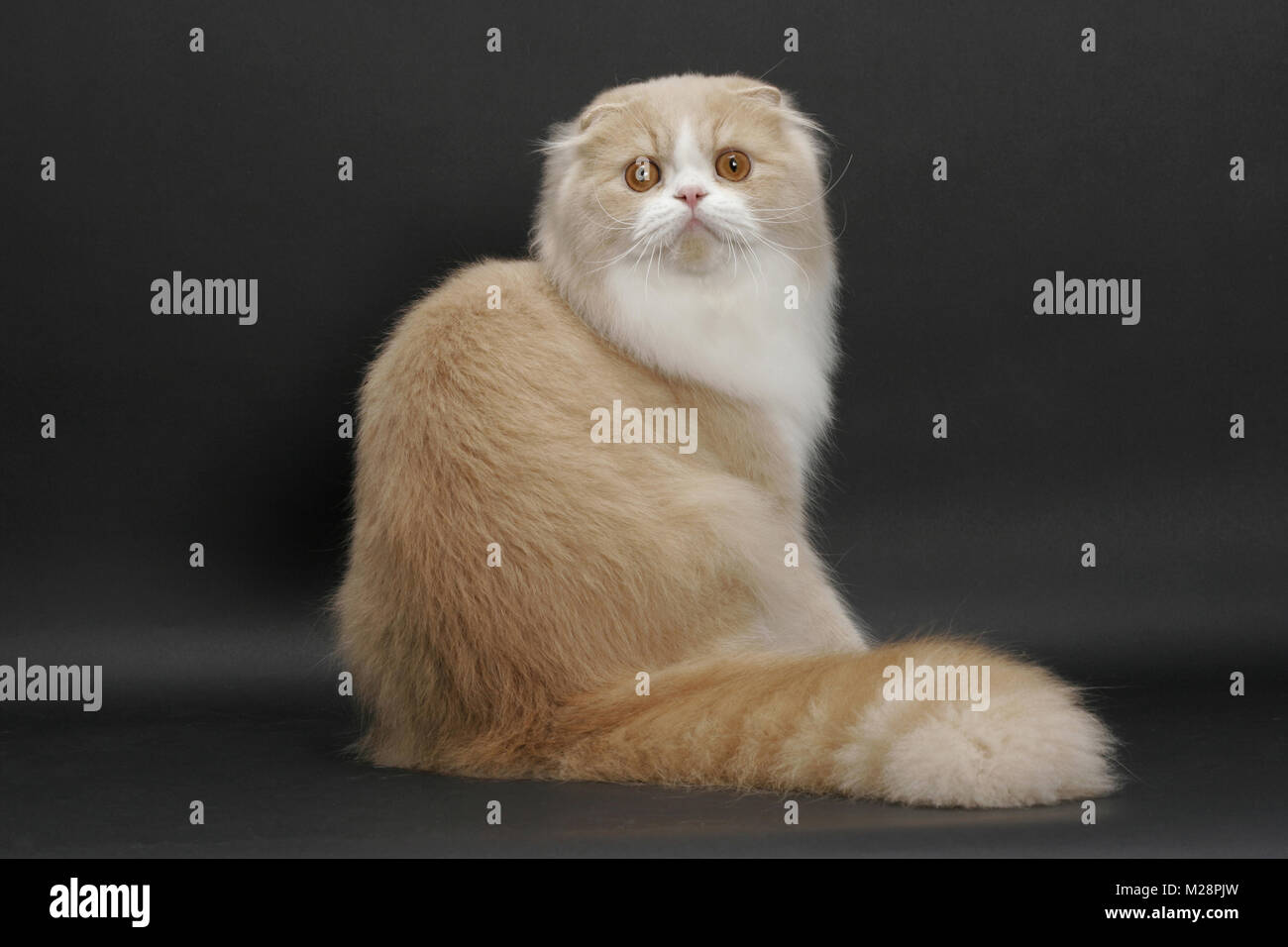 Rückansicht des Scottish Fold Longhair, Creme Mackerel Tabby & Weiß, sitzend Stockfoto