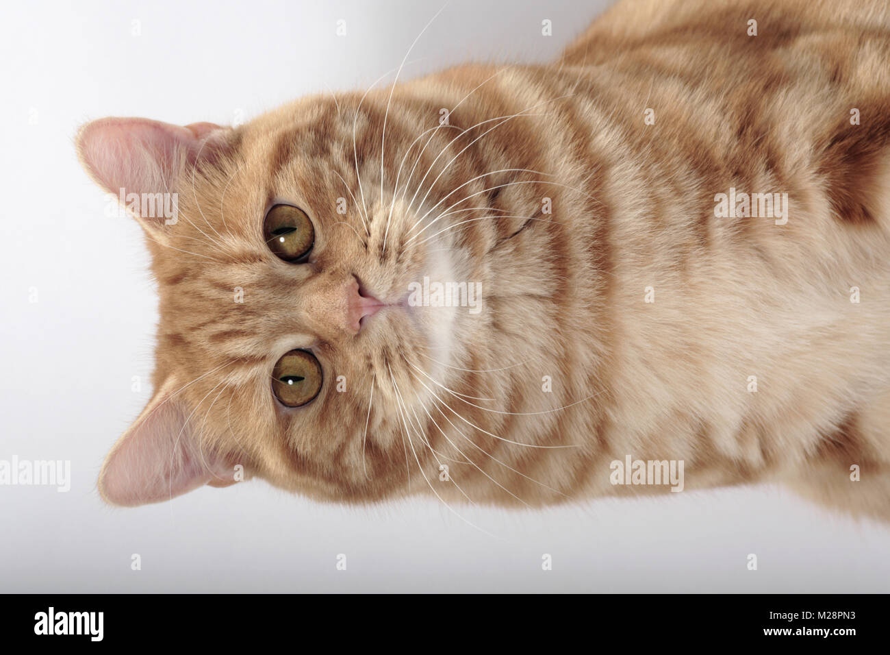 Red Classic Tabby Manx portrait Stockfoto