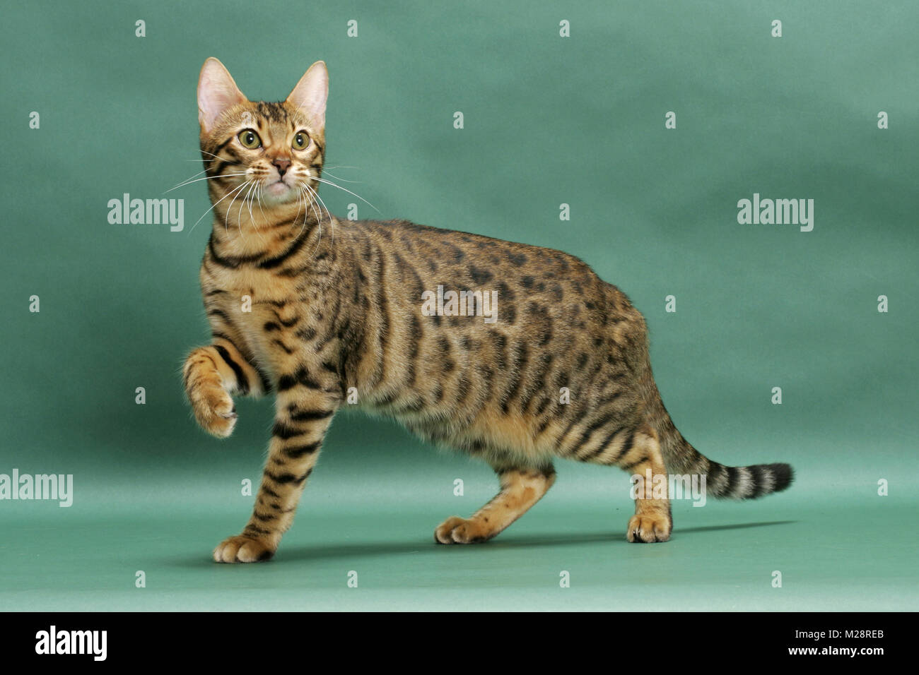 Braun Tabby Bengalen auf grünem Hintergrund entdeckt, ein Bein Stockfoto