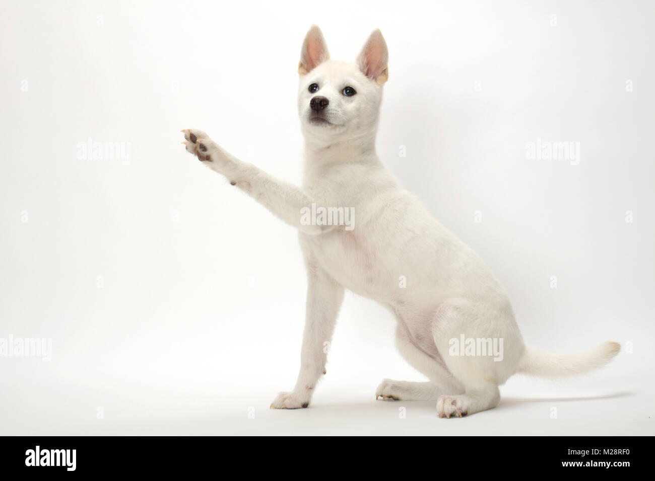 Kishu Welpen, ein Bein Stockfoto