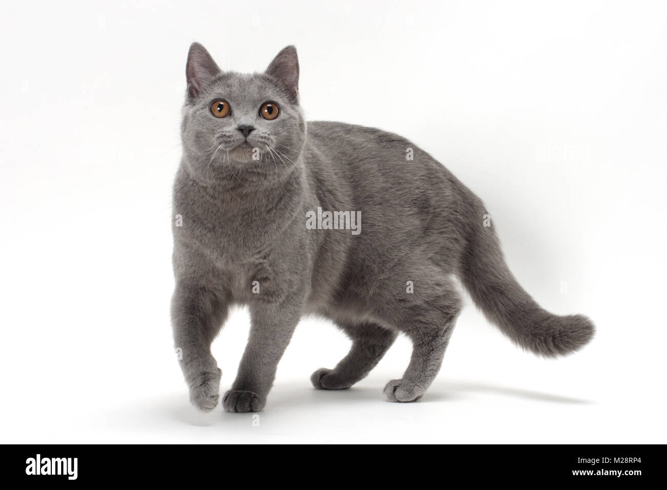 Weibliche Chartreux Katze Wandern auf weißem Hintergrund Stockfoto