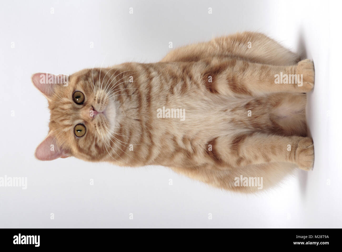 Red Classic Tabby Manx hinsetzen, Vorderansicht Stockfoto