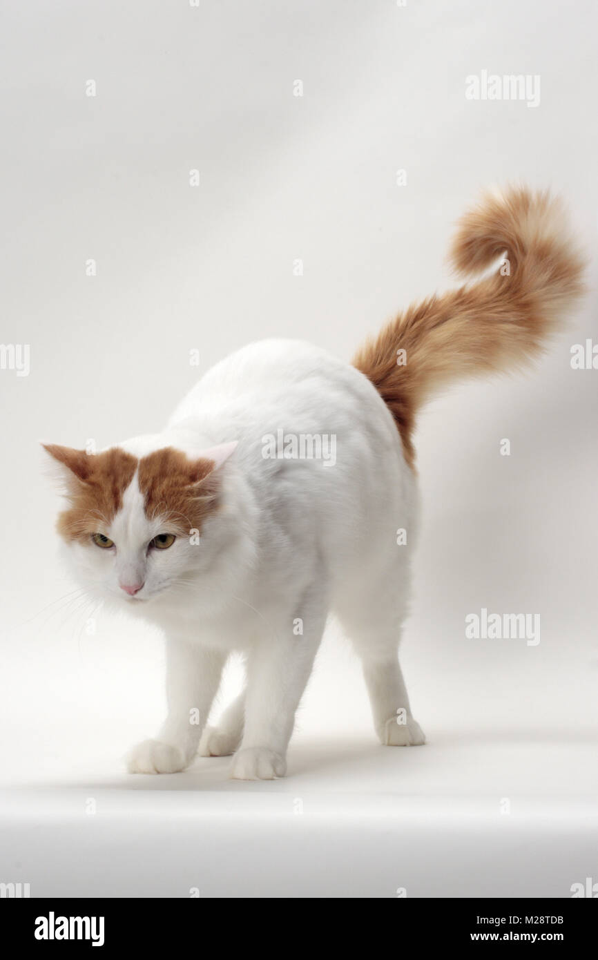 Türkisch Van Katze unten schauend, Red Classic Tabby & weiße Farbe Stockfoto