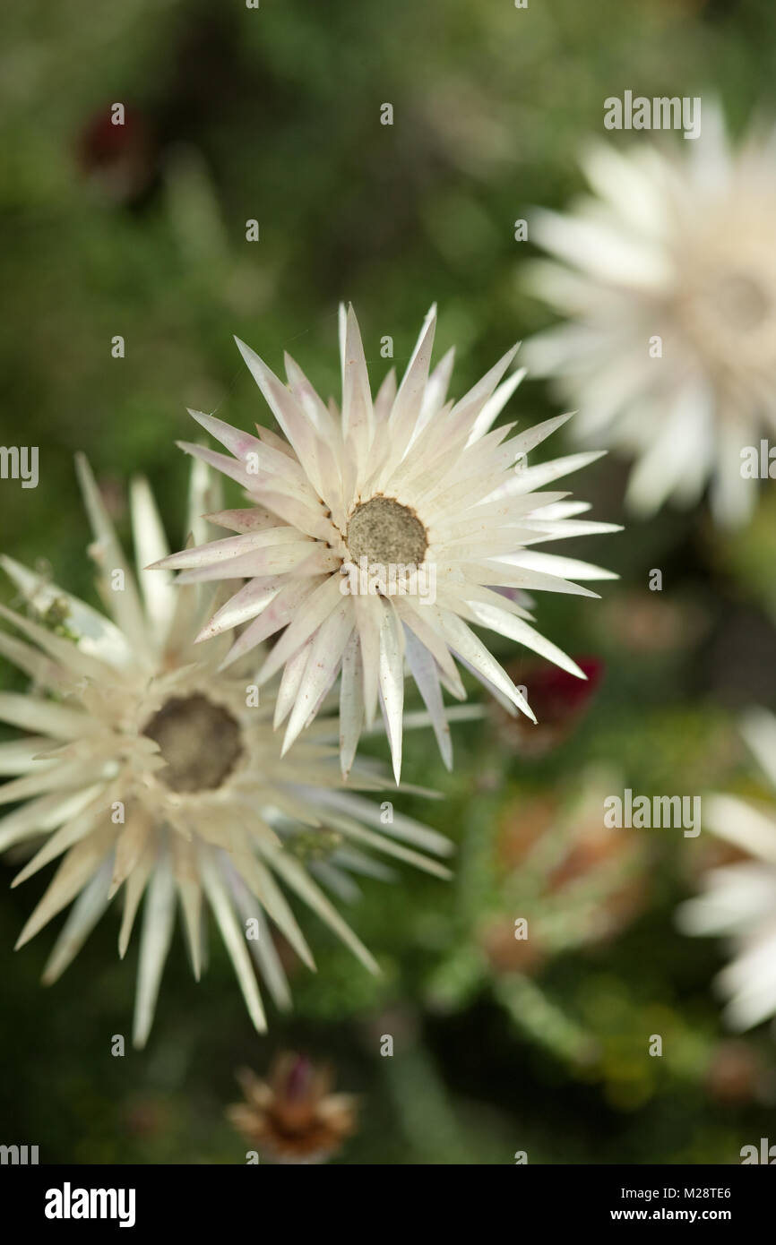 Kap Strohblumen, Kapeternell (Phaenocoma prolifera) Stockfoto