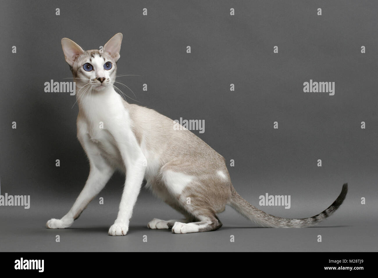 Siamesische Katze Sitzt Auf Grauem Hintergrund Seal Lynx Point Weiss Stockfotografie Alamy