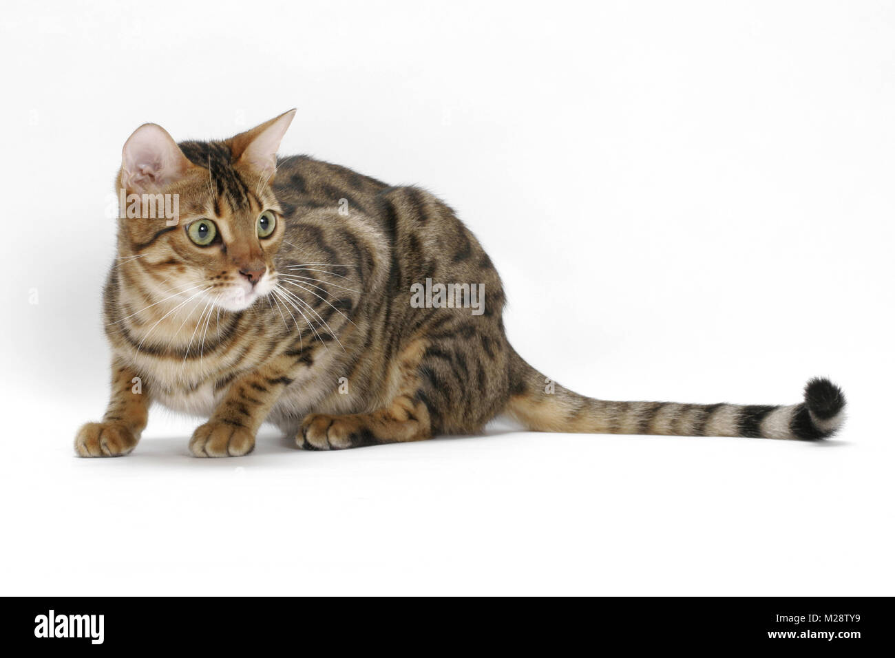 Braun Tabby Bengalen auf weißem Hintergrund beschmutzt, geduckt Stockfoto