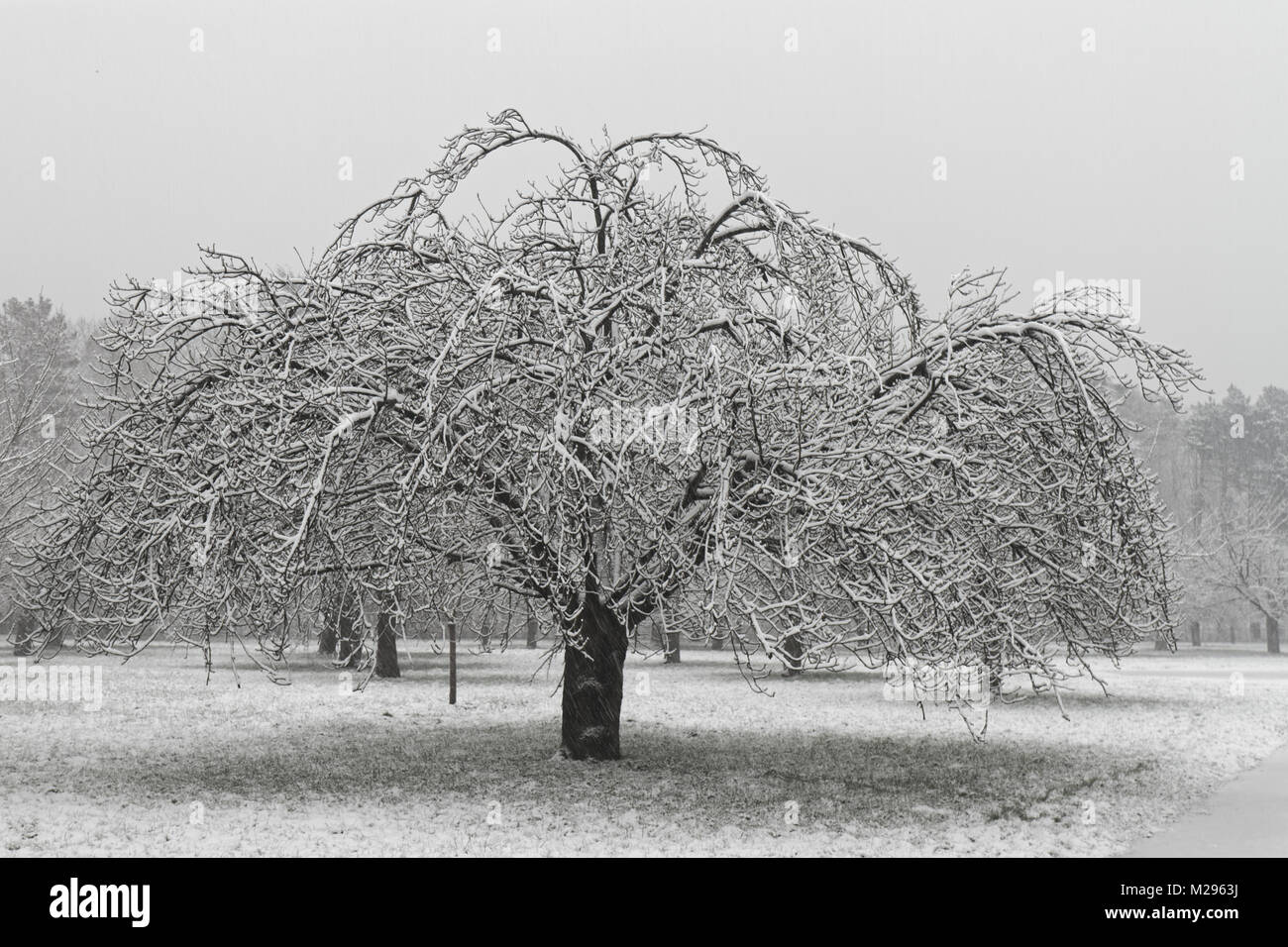 Paris, Frankreich. 6 Feb, 2018. Schnee im Park von Sceaux Credit: chromoprisme/Alamy leben Nachrichten Stockfoto