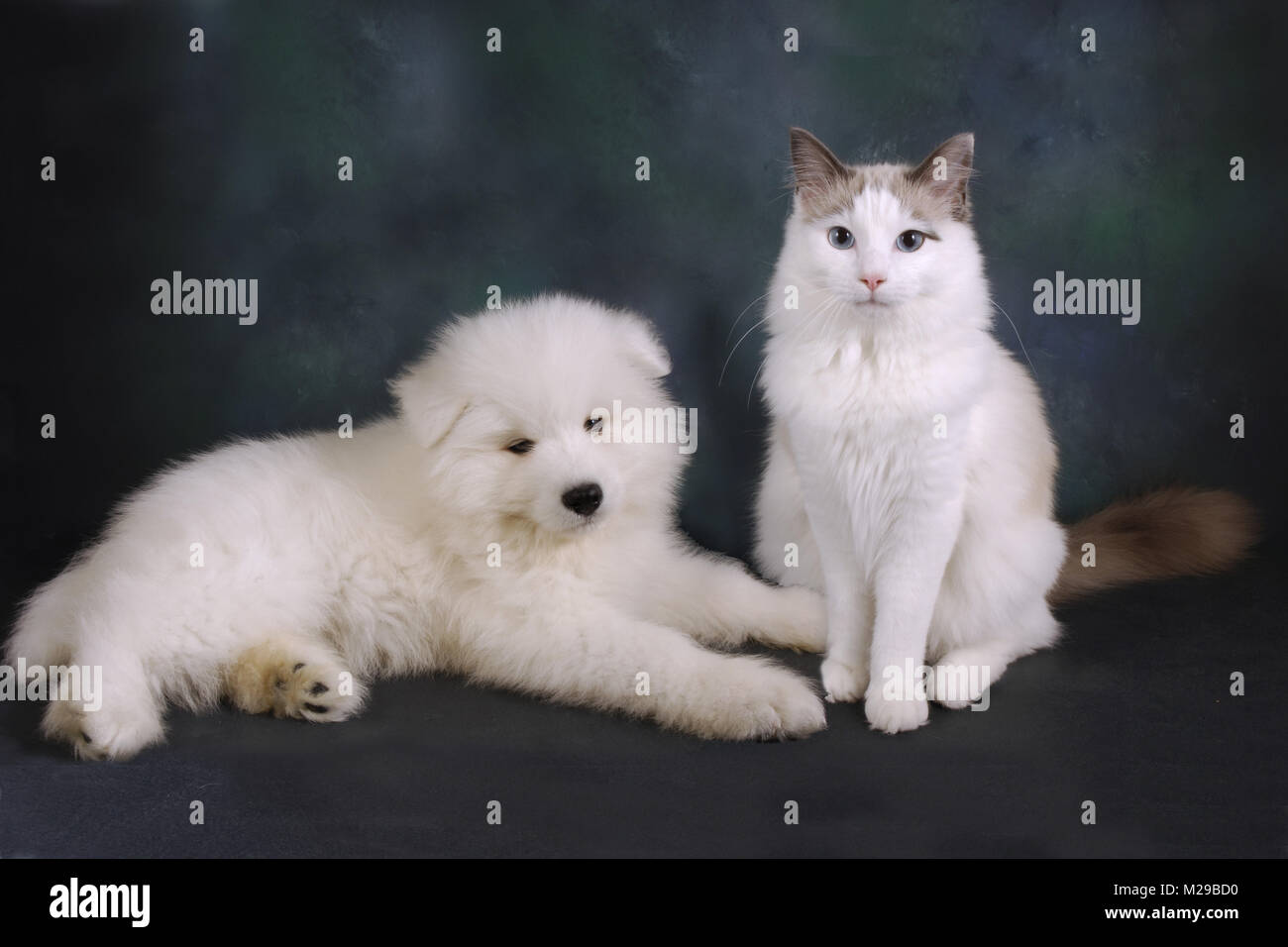 Ragdoll blue Bi-colour Katze mit Samojeden Welpen Stockfoto