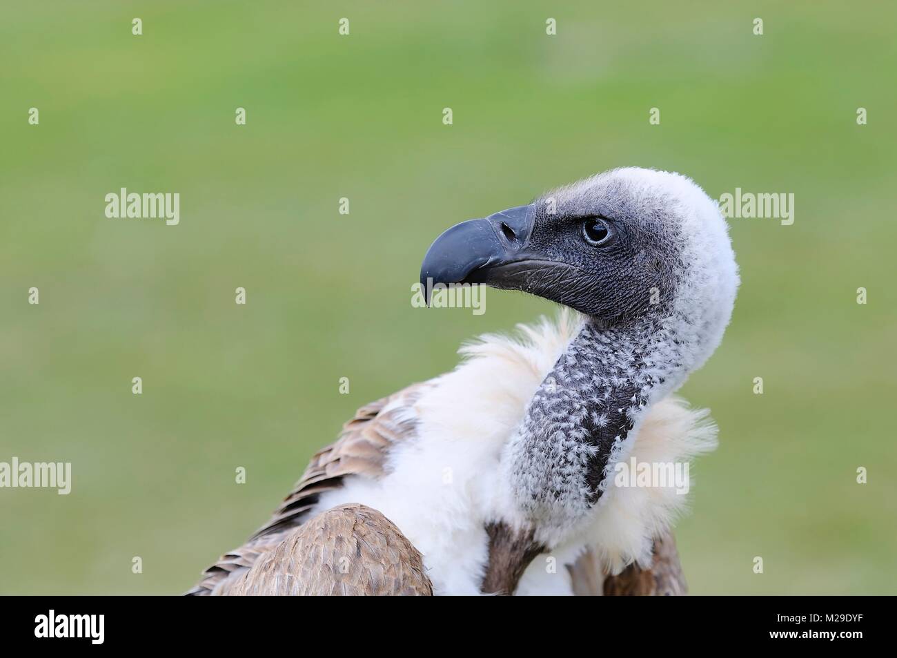 Afrikanische weiß gesichert Geier auf grünem Hintergrund. Stockfoto