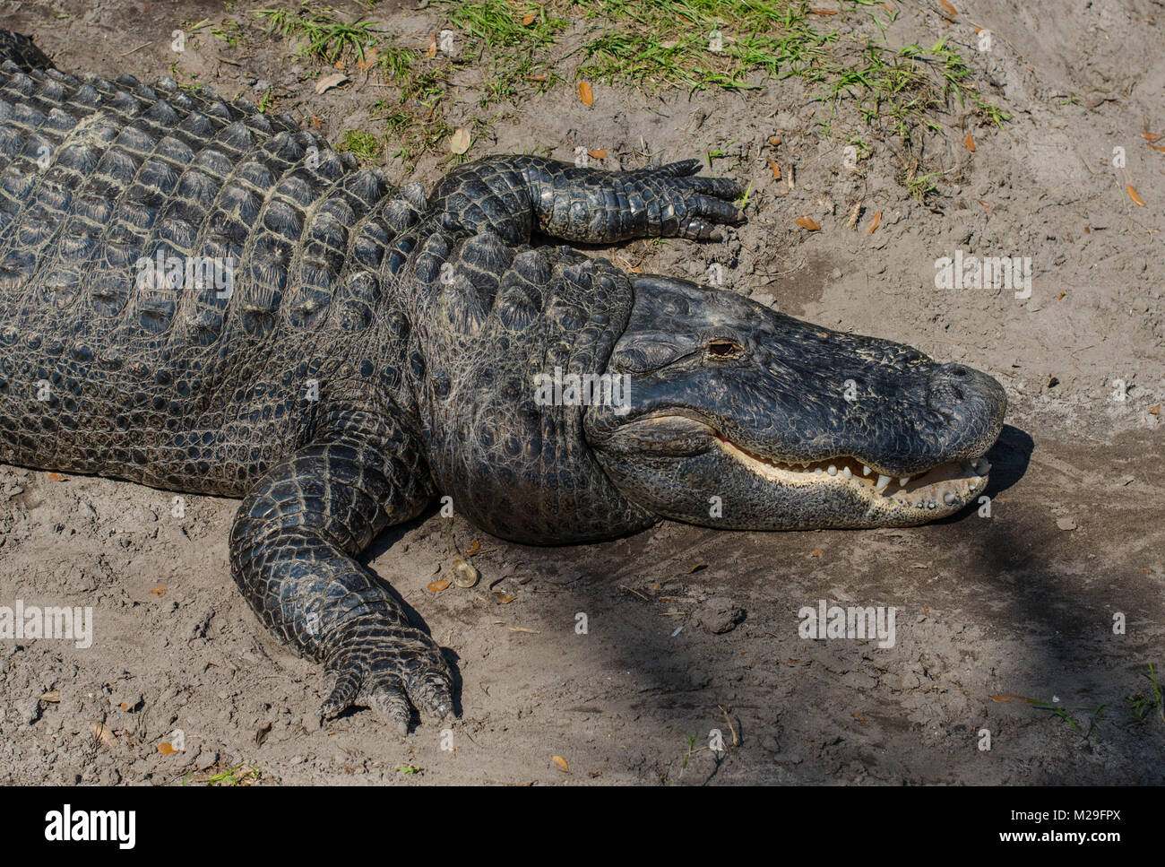 Alligator ruhen im Nachmittag Florida Sonnenschein und wartet auf seine nächste Mahlzeit Stockfoto