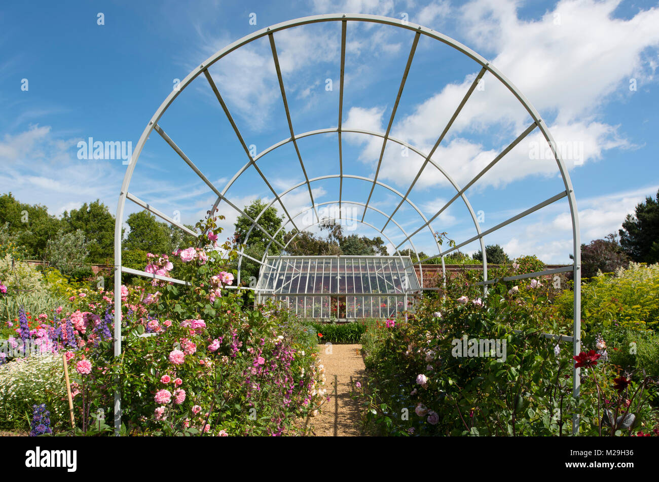 Grenzen von Rosen und Rittersporn und einem Glashaus in der Diamond Jubilee ummauerten Garten bei East Ruston Old Vicarage, East Ruston, Norwich, Norfolk, Großbritannien Stockfoto