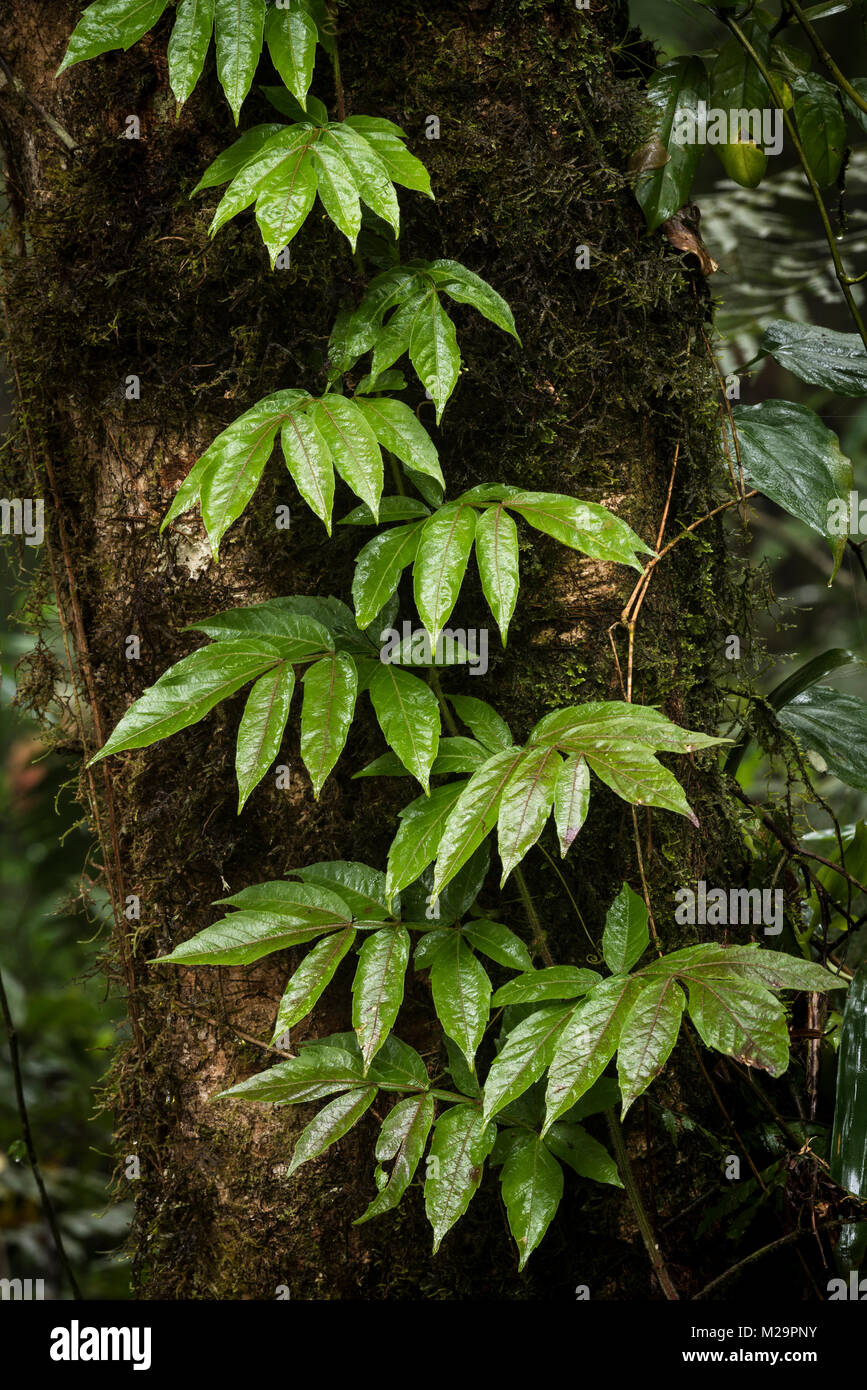 Eine kletternde Liane vom Atlantischen Regenwald Stockfoto