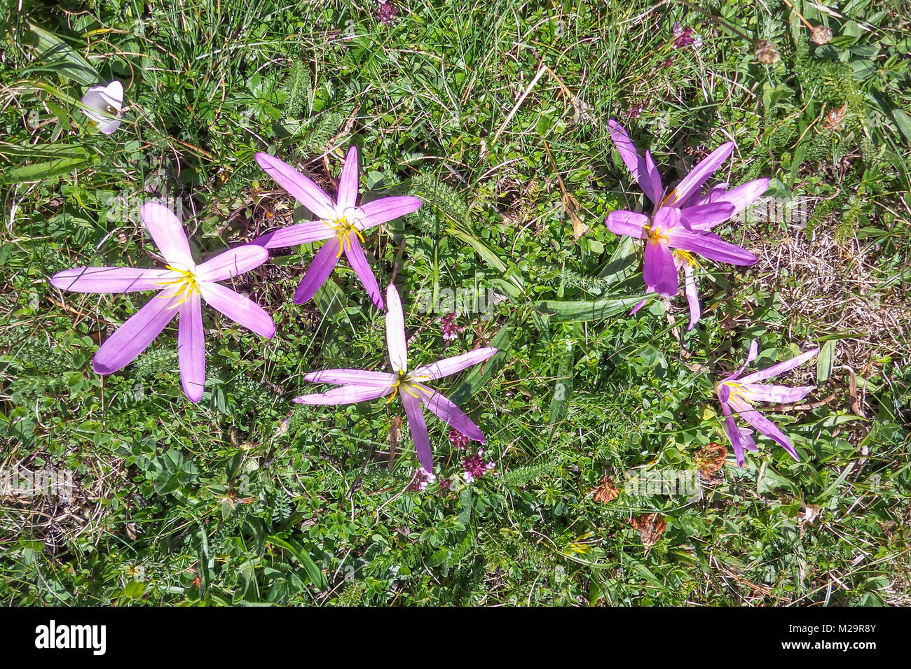 Herbst Crocus der Pyrenäen Stockfoto